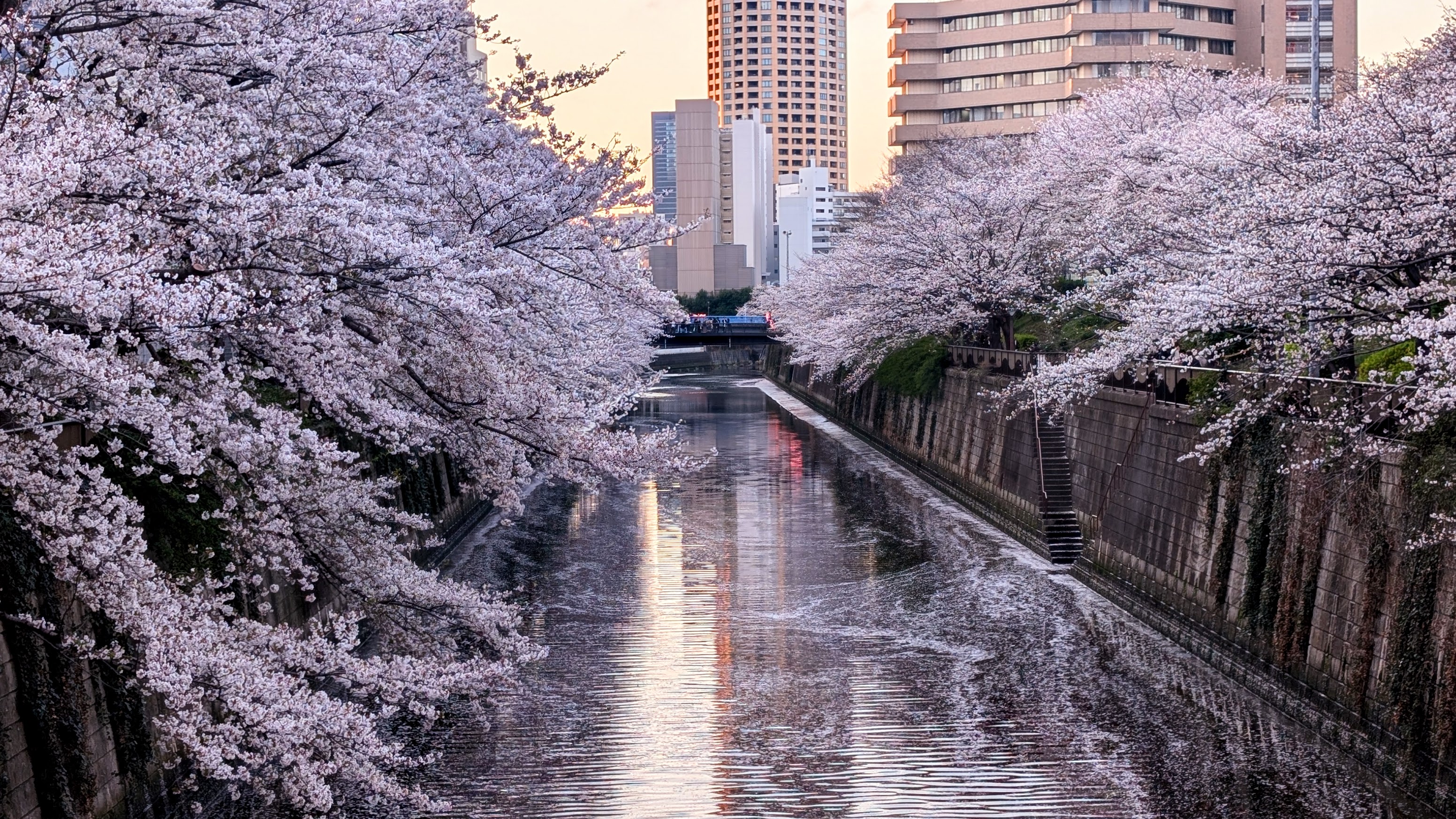 Cherry blossoms along the Meguro River in Nakameguro - Panoramic view of the river lined with blooming sakura trees
