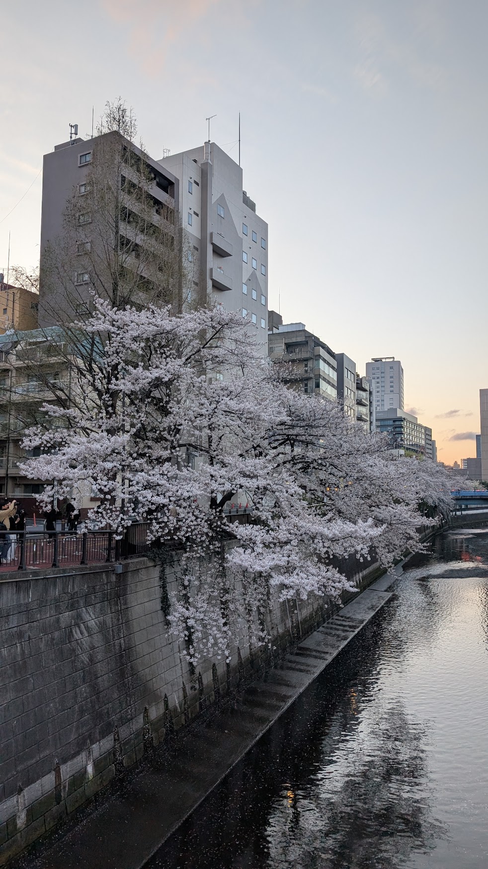 Cherry blossoms along the Meguro River in Nakameguro - Vertical view highlighting the height of the cherry trees