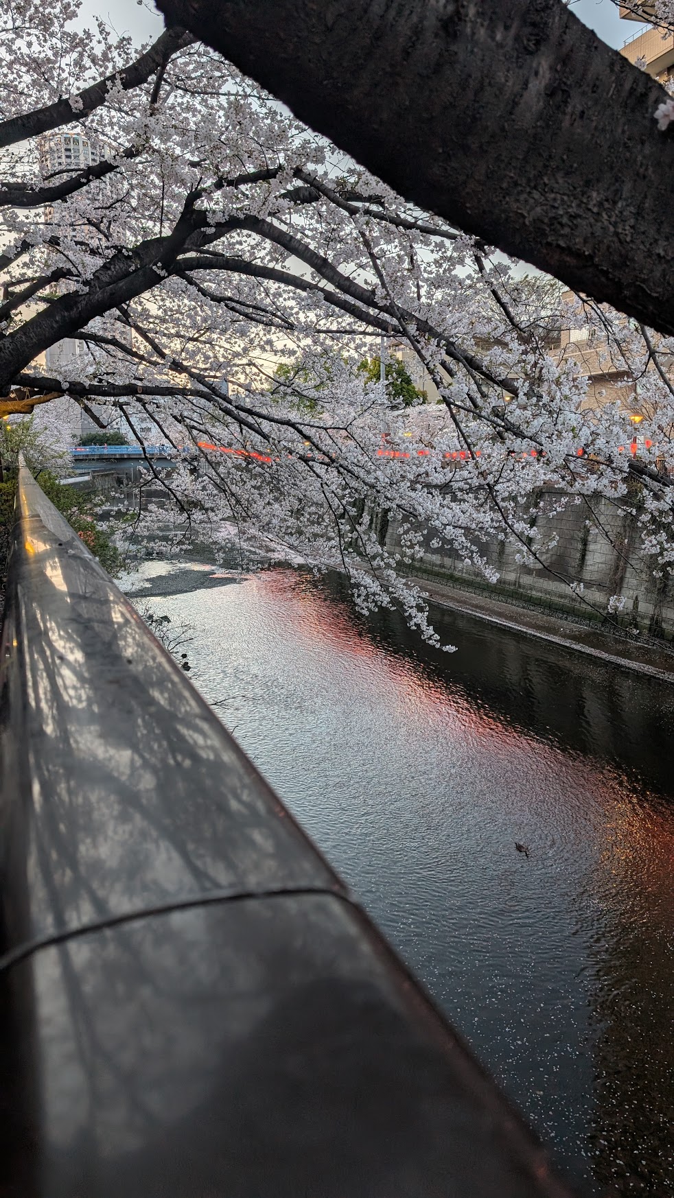 Cherry blossoms along the Meguro River in Nakameguro - Close-up vertical shot of blossoms over the canal