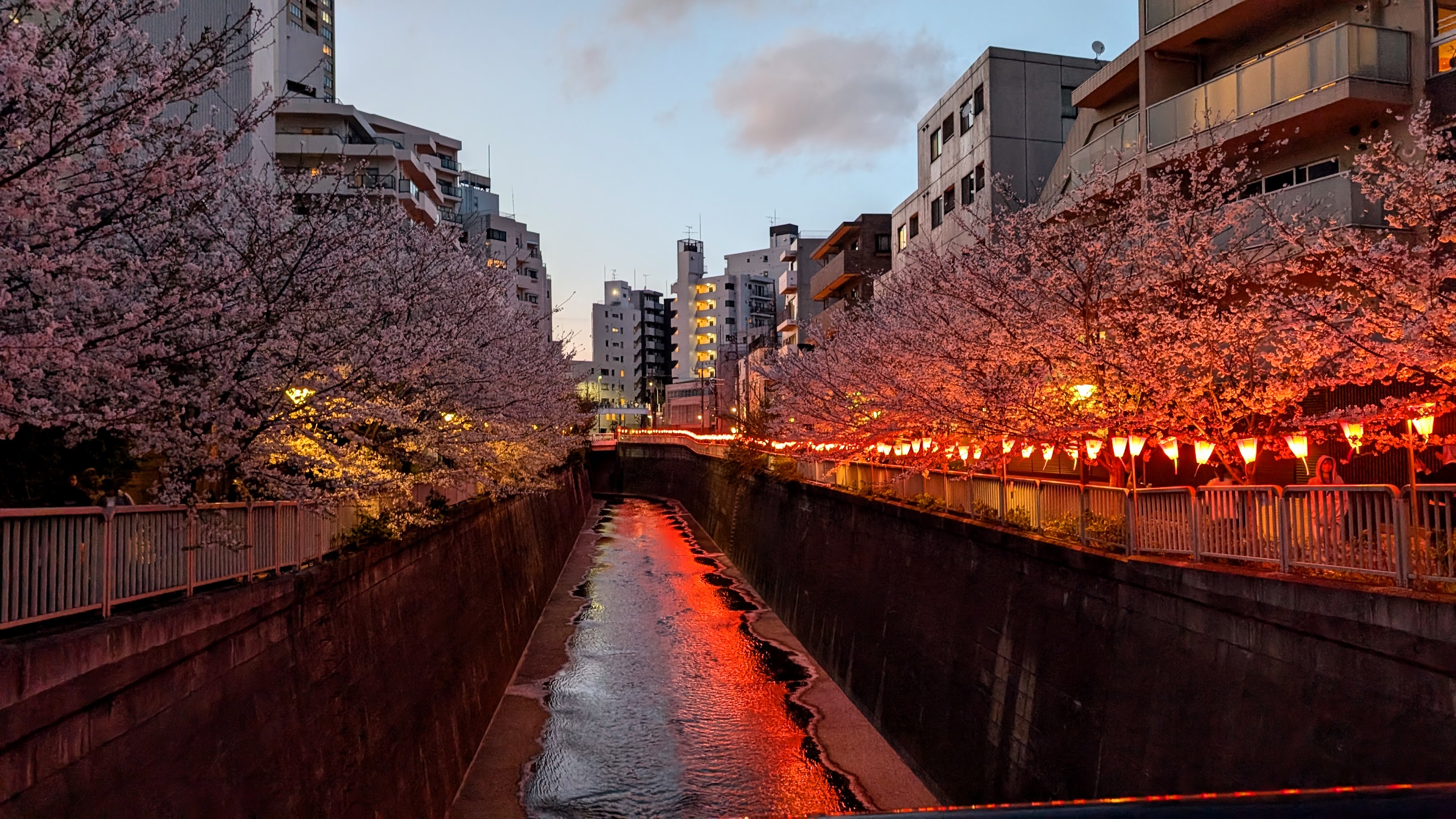 Cherry blossoms along the Meguro River in Nakameguro - Wide view showing the full expanse of blossoms over the water