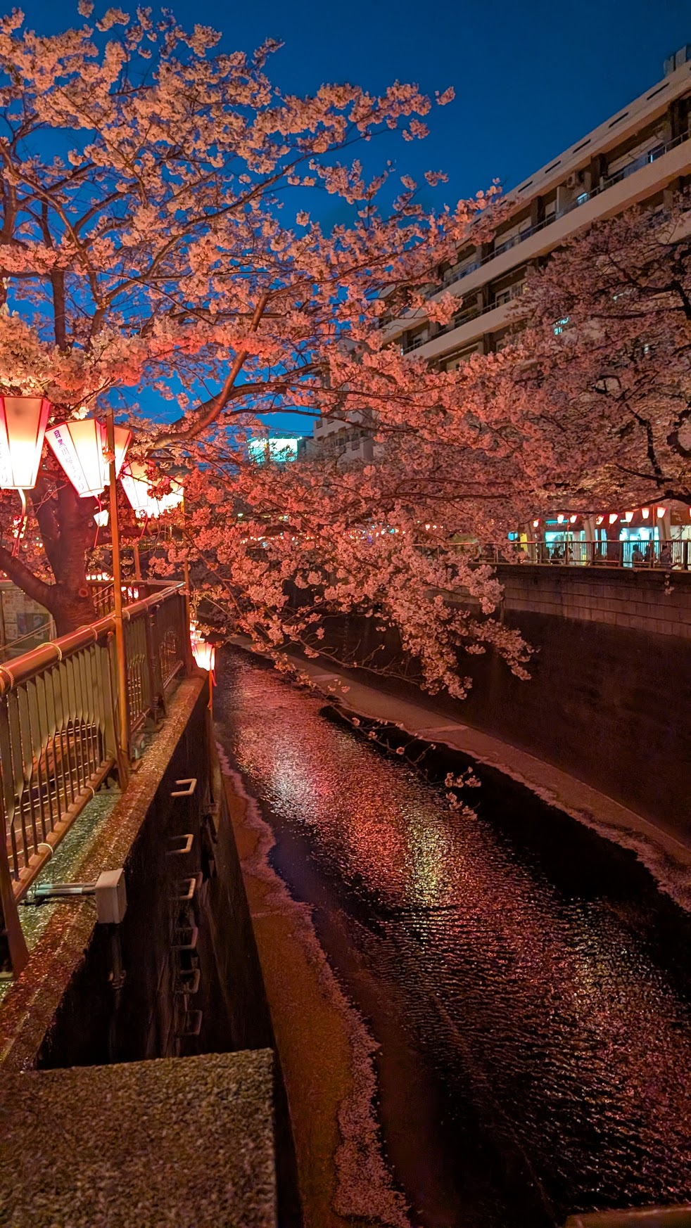 Cherry blossoms along the Meguro River in Nakameguro - Portrait view of the illuminated evening scene