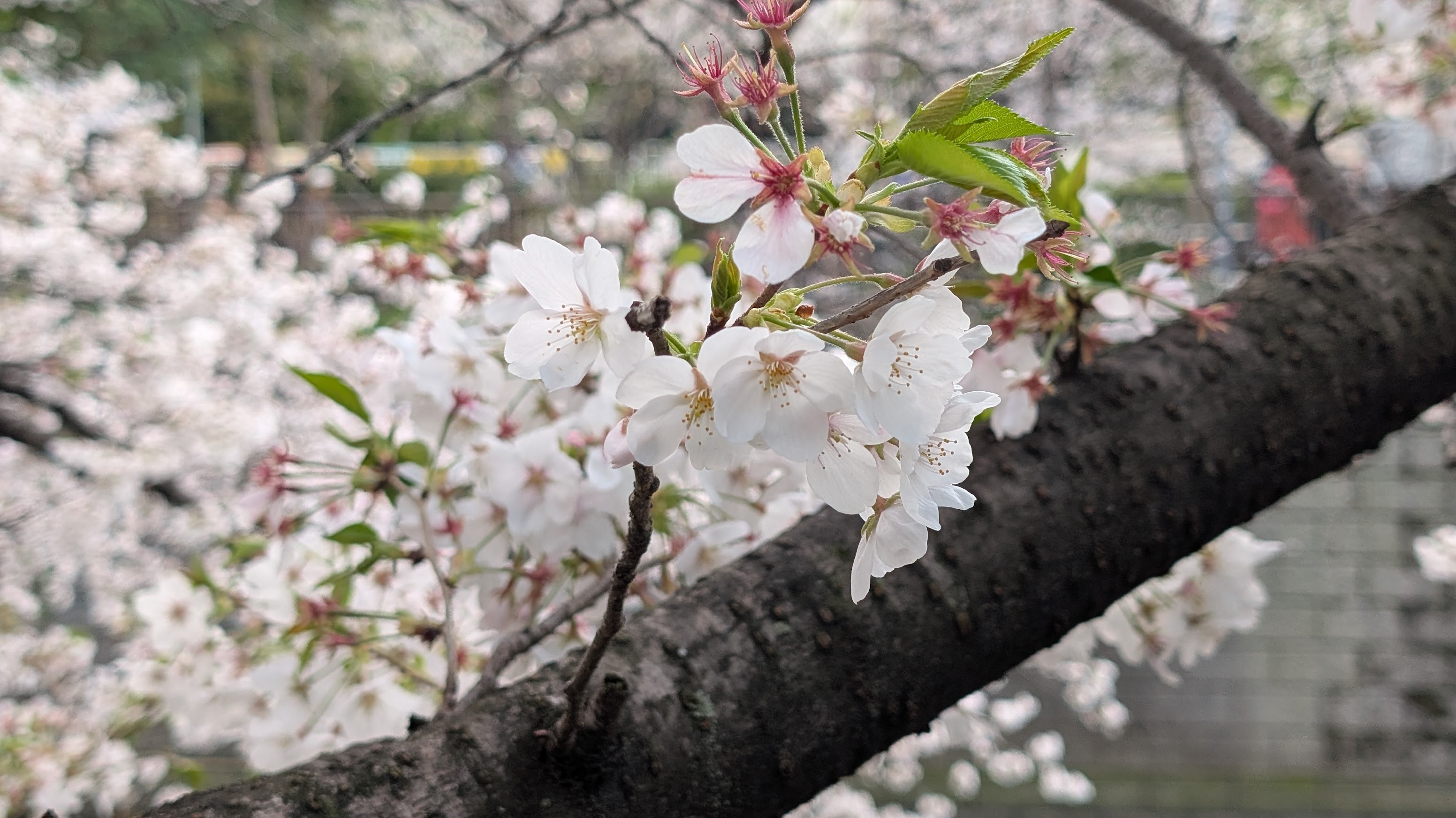 Cherry blossoms along the Meguro River in Nakameguro - Another beautiful view of the sakura-lined canal
