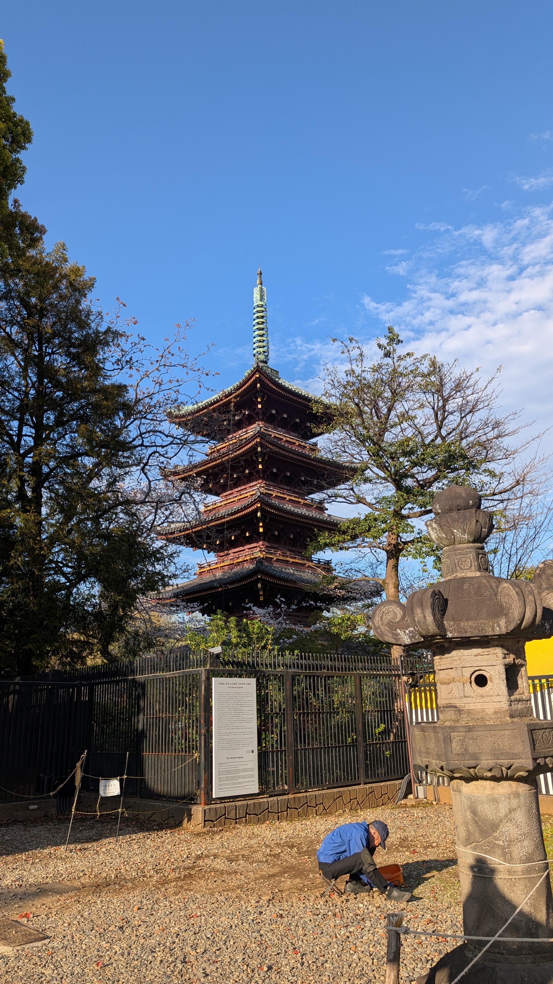 Cherry blossoms in Ueno Park - The park's grand sakura display