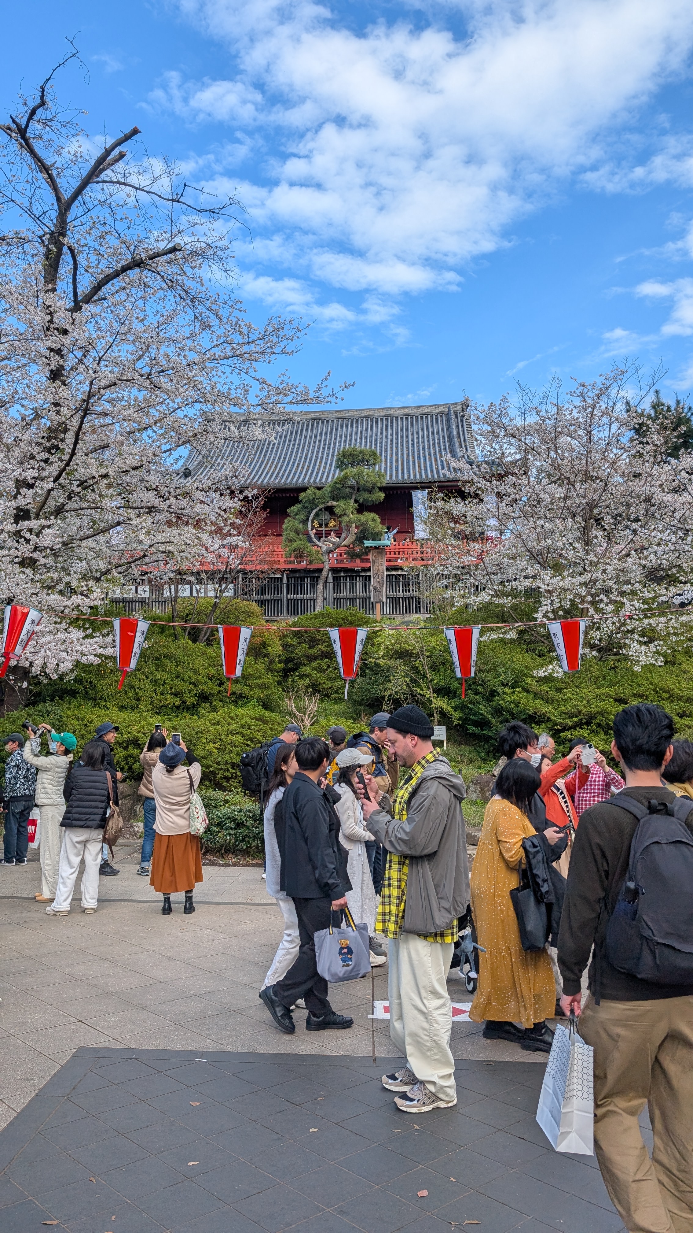 Cherry blossoms in Ueno Park - Close-up of blooming sakura