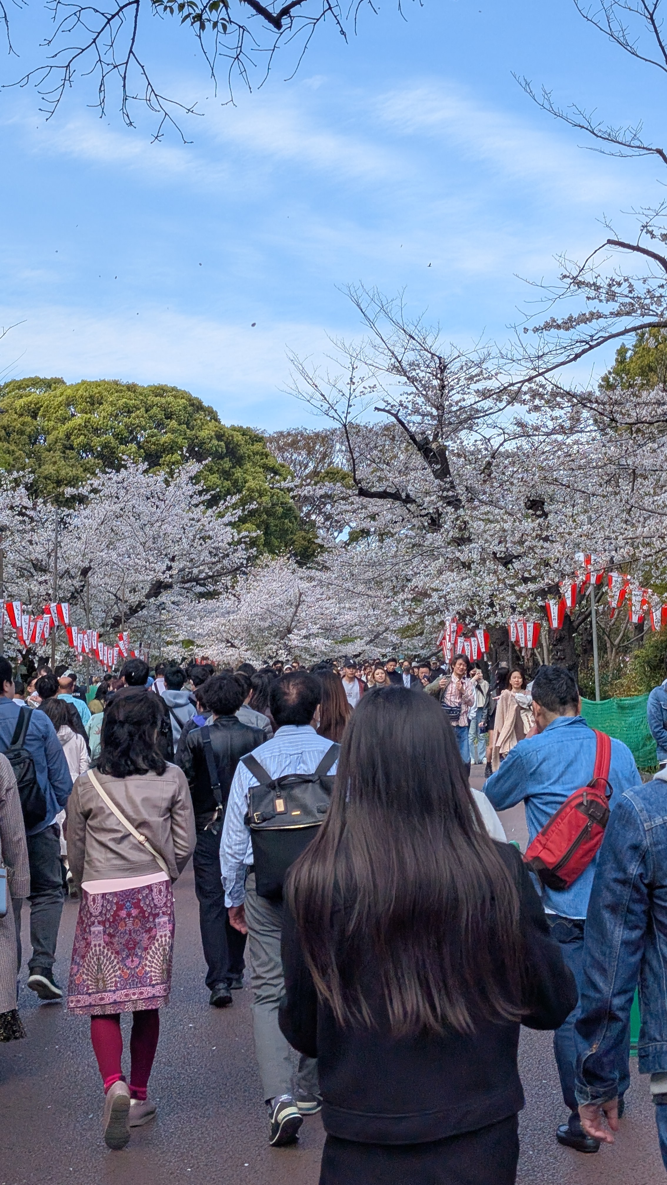 Cherry blossoms in Ueno Park - The park's famous sakura tunnel