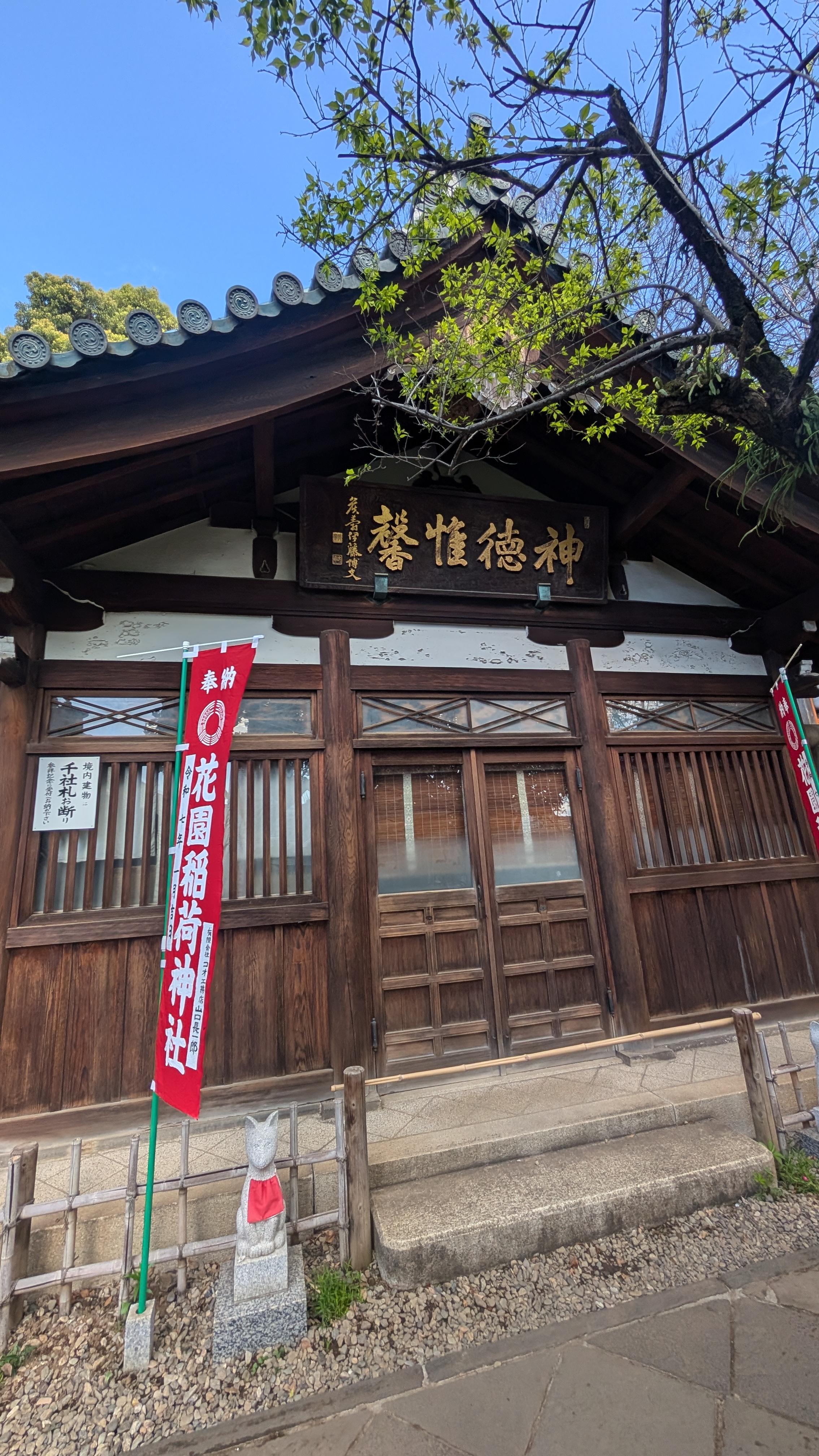 Cherry blossoms in Ueno Park - A peaceful moment under the sakura
