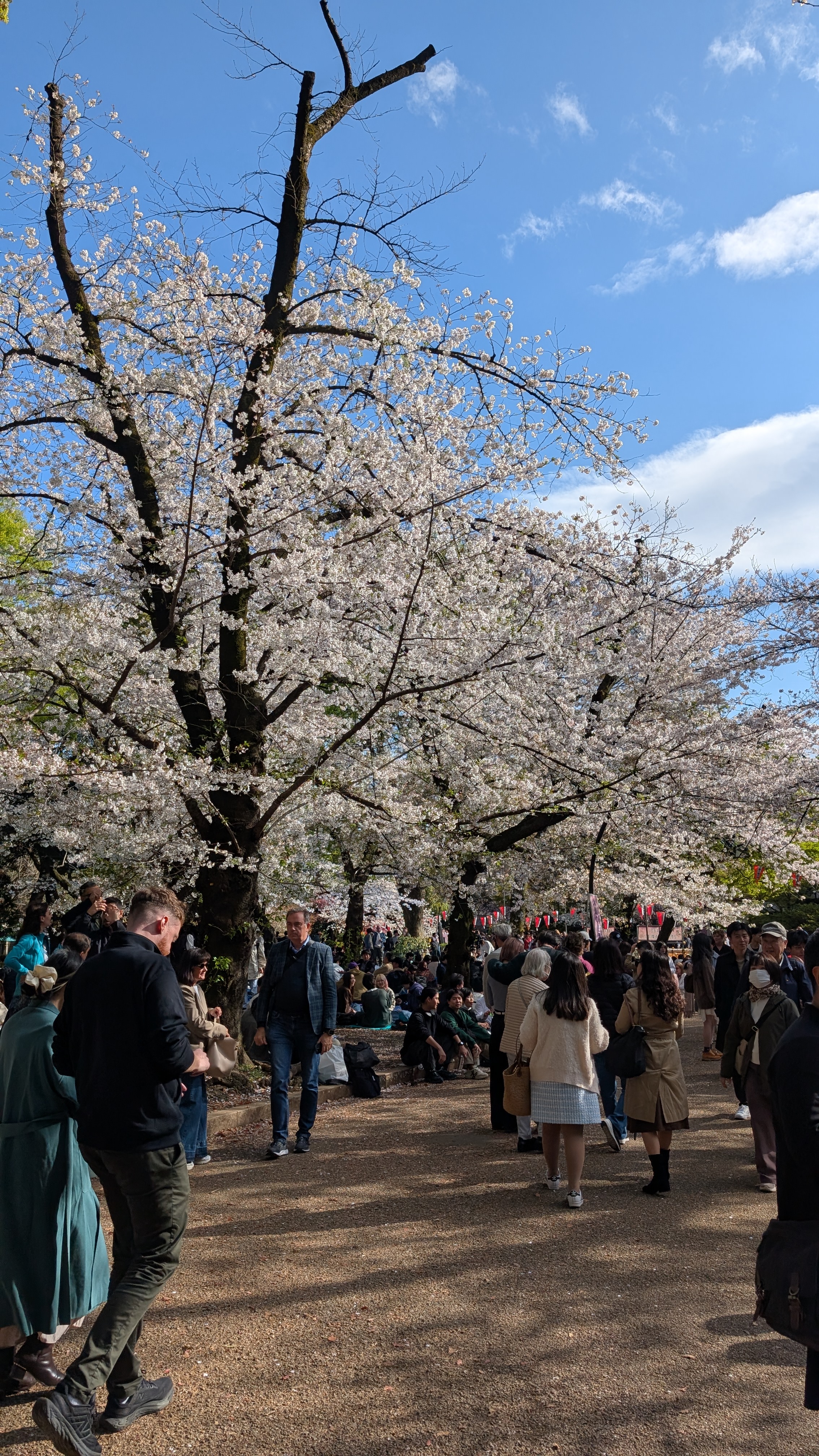 Cherry blossoms in Ueno Park - Sakura reflected in the pond